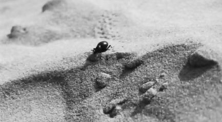 Beetle Be Loved-Jonas